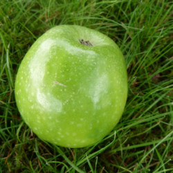 Pommier Granny Smith