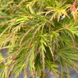 Acer palmatum Seiryu