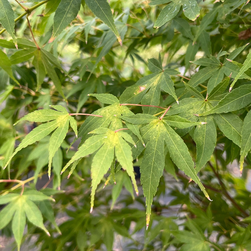 Acer palmatum Katsura