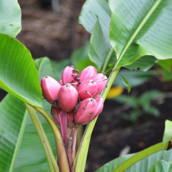 Musa velutina