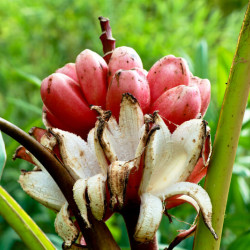 Musa velutina