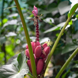 Musa velutina