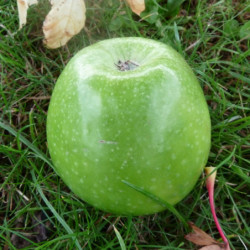 Pommier Granny Smith