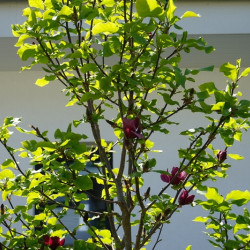 Magnolia ‘Genie’