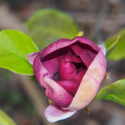 Magnolia ‘Genie’