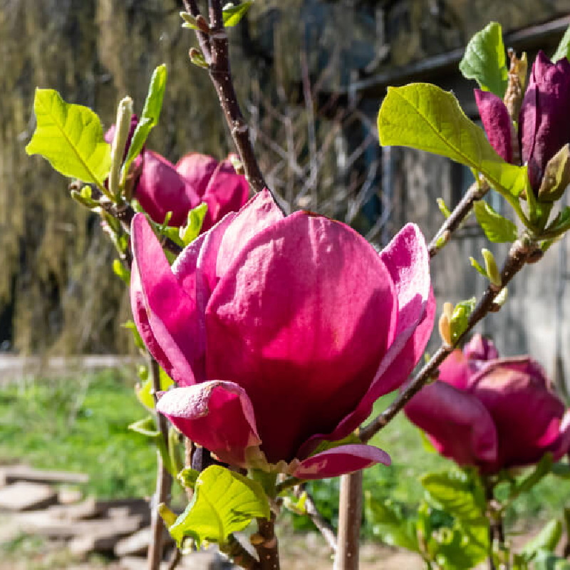 Magnolia ‘Genie’