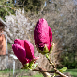 Magnolia ‘Genie’