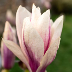 Magnolia ‘Satisfaction’