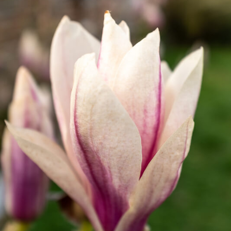 Magnolia ‘Satisfaction’