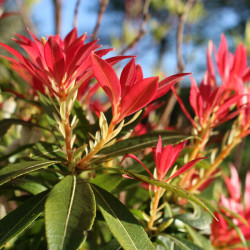 Pieris japonica ‘Forest Flame’