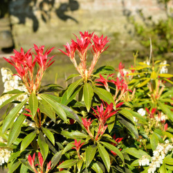 Pieris japonica ‘Forest Flame’