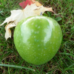 Pommier Granny Smith