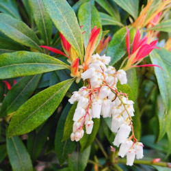 Pieris japonica ‘Forest Flame’