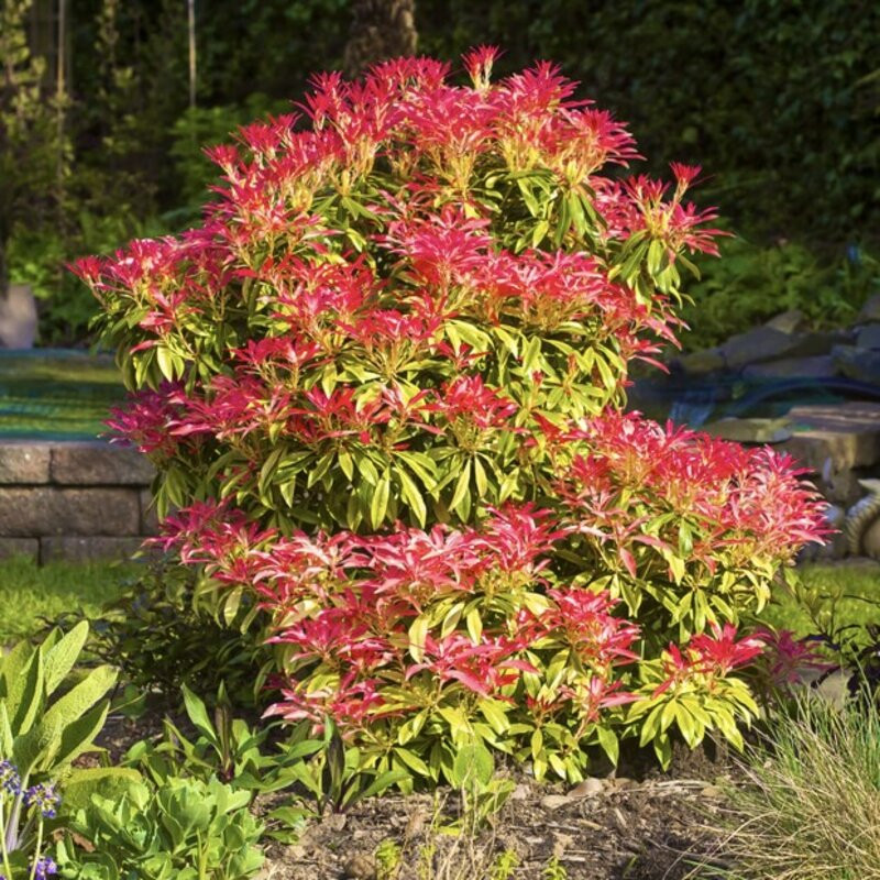 Pieris japonica ‘Forest Flame’ - Andromède du Japon