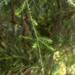 Melaleuca acuminata