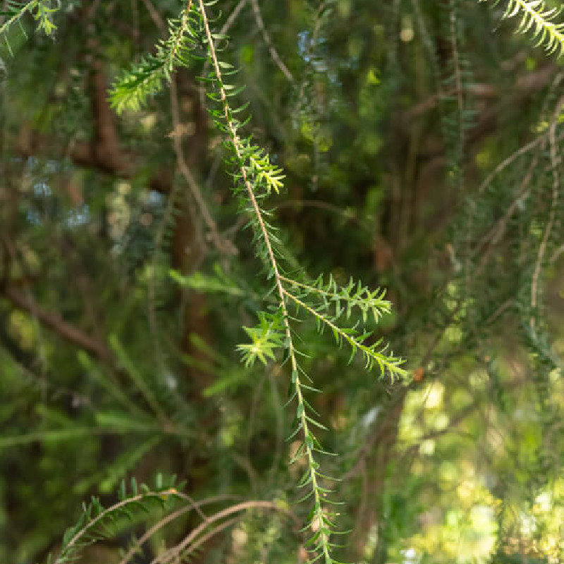 Melaleuca acuminata