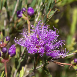 Melaleuca thymifolia