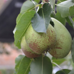 Pyrus communis ‘Soldat laboureur‘