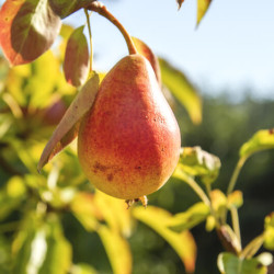 Pyrus communis ‘Figue d'Alençon‘