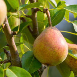 Pyrus communis ‘Marguerite Marillat‘