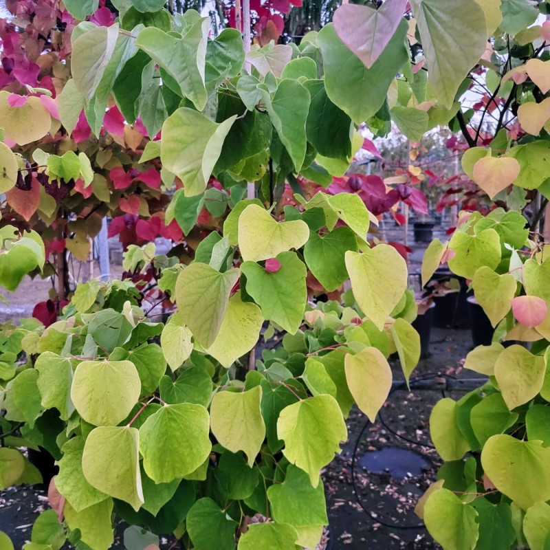 Cercis canadensis ‘The rising sun’