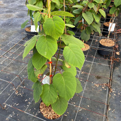 Actinidia chinensis ‘Atlas‘