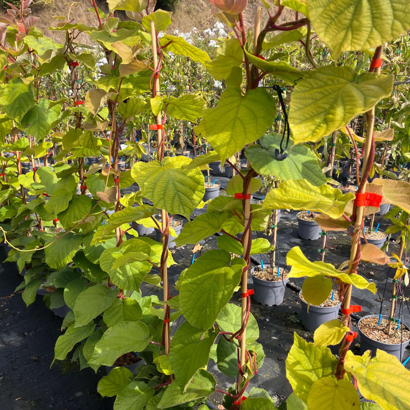 Actinidia deliciosa ‘Tomuri’ (kiwi mâle)