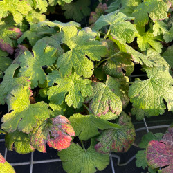 Geranium ‘Karen Wouters‘