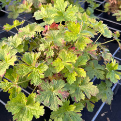 Geranium oxionanum ‘Southcombe Double‘