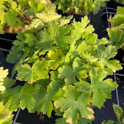 Geranium phaeum ‘Raven‘