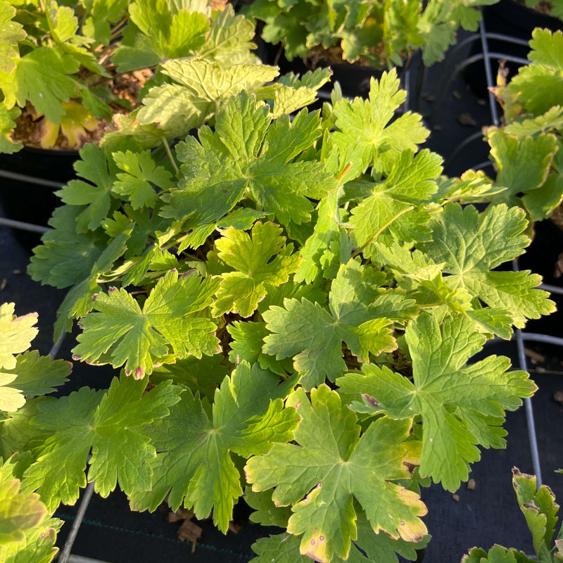 Geranium phaeum ‘Raven‘