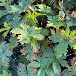 Geranium psilostemon ‘Red Admiral‘