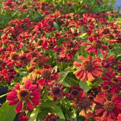 Helenium ‘Red Jewel‘