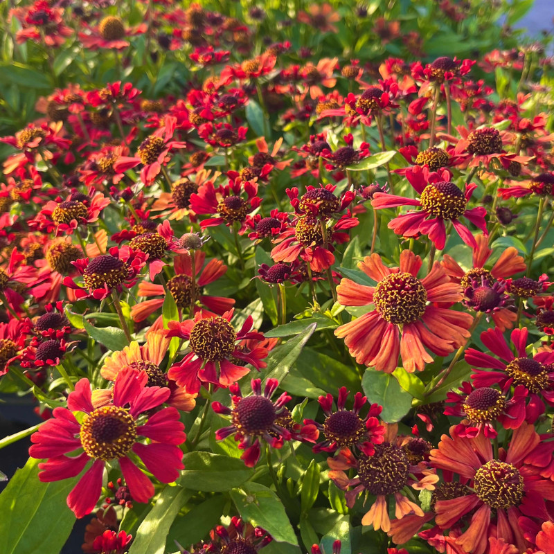 Helenium ‘Red Jewel‘