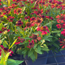 Helenium ‘Red Jewel‘