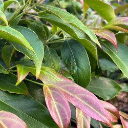 Cornus hongkongensis