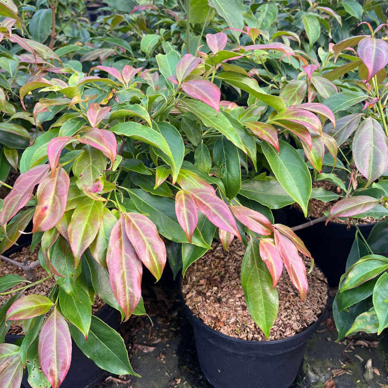 Cornus hongkongensis