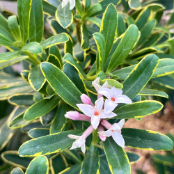 Daphne transatlantica ‘Summer Ice‘