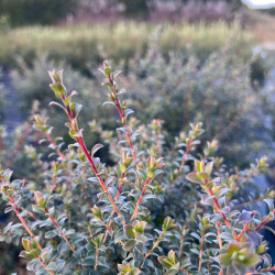 Leptospermum rotundifolium