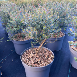 Leptospermum rotundifolium