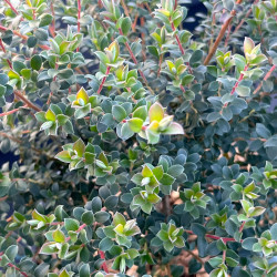 Leptospermum rotundifolium