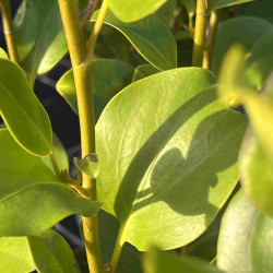 Griselinia littoralis ‘Pointe du raz’