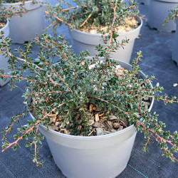 Leptospermum humifusum