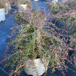 Leptospermum scoparium ‘Red Falls’