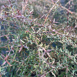 Leptospermum scoparium ‘Red Falls’