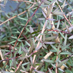 Leptospermum scoparium ‘Red Falls’