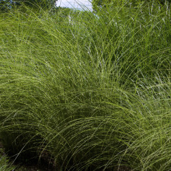 Miscanthus sinensis ‘Morning Light’