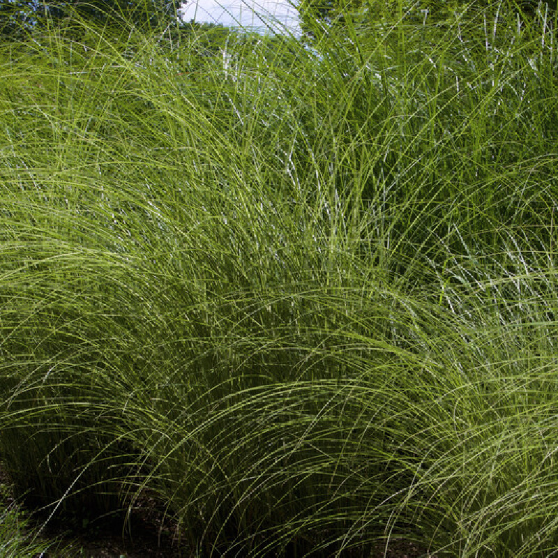 Miscanthus sinensis ‘Morning Light’