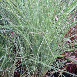 Miscanthus sinensis ‘Morning Light’