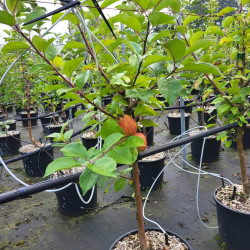 Malus domestica ‘Pigeonnet de Jerusalem’